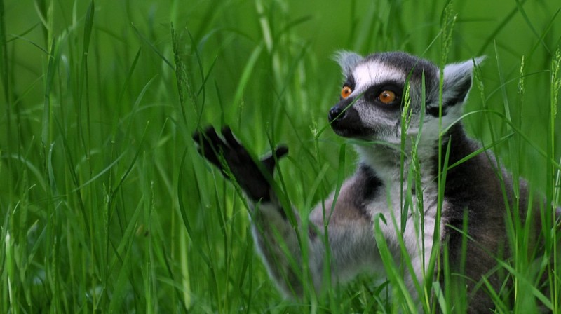 Create meme: a ring-tailed lemur , lemur , lemur is funny