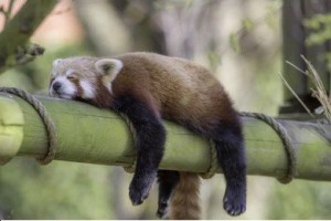 Create meme: uyuyan kedi, red Panda sleeping, red Panda