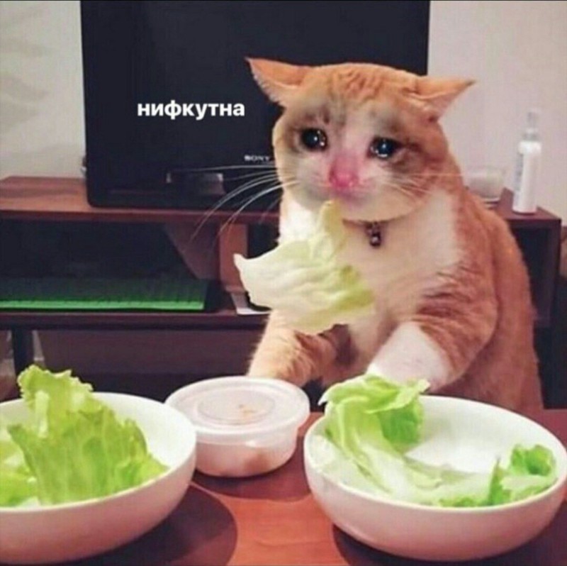 Create meme: tasteless and sad, sad but tasty cat, tasteless and sad