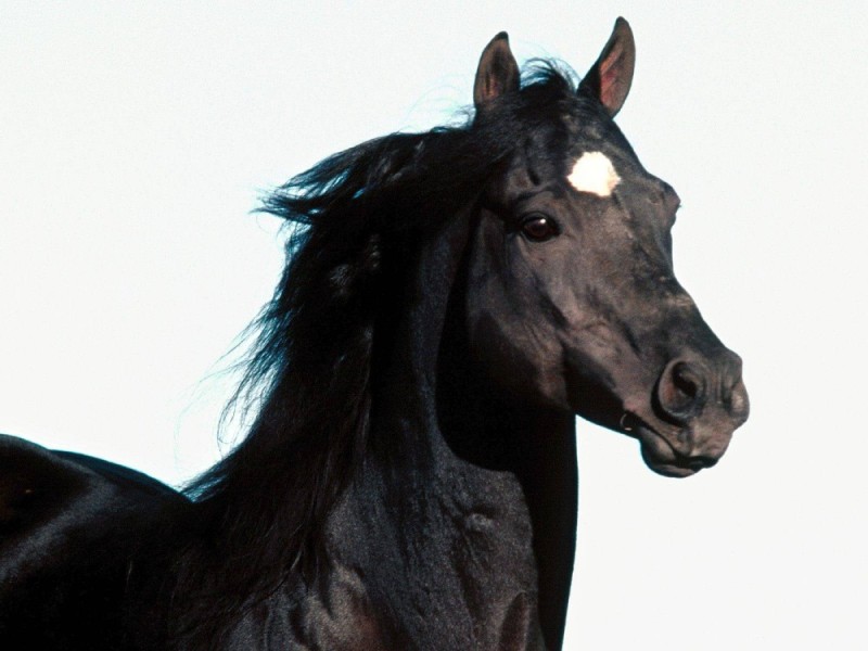 Create meme: mustang horse black, black mustang horse, frisian horse