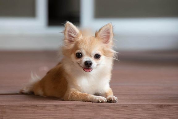 Create meme: breed Chihuahua, long - haired chihuahua, chihuahua pomeranian