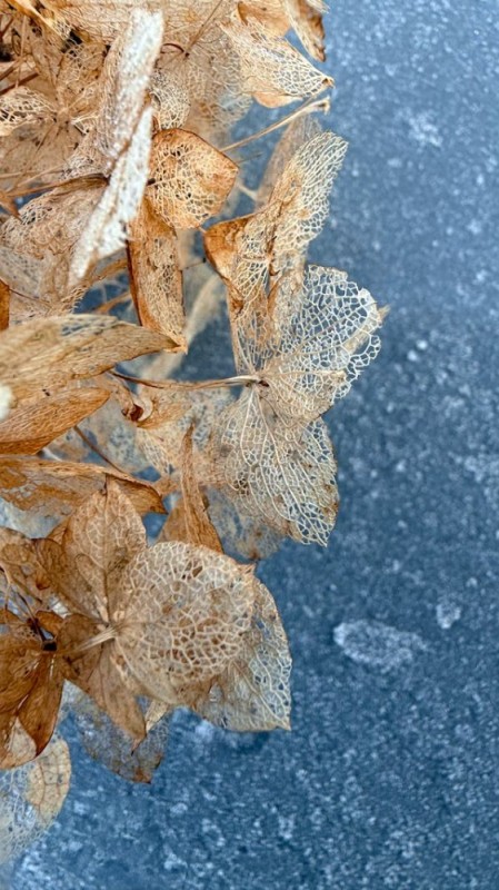 Create meme: dried hydrangea, dried hydrangea flower, hydrangea paniculata dried flower