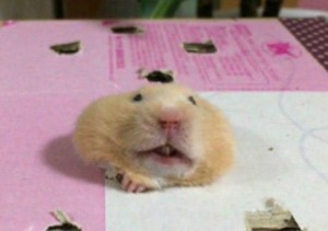 Create meme: hamster, settings section., syrian hamster