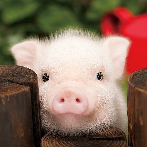 Create meme: cute pig, mini piggies, little pig