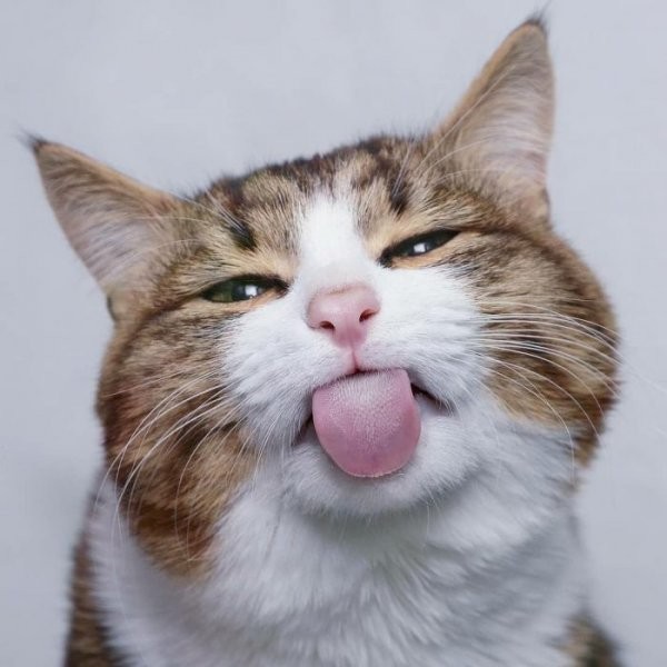 Create meme: cat with tongue hanging out, happy cat , a cat with a tongue in a tube