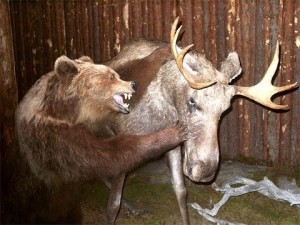 Создать мем: голова лося, музей природы, голова лося чучело