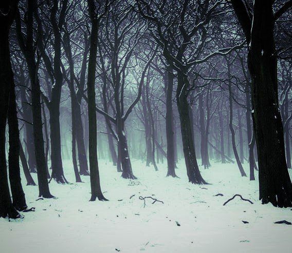 Create meme: winter, forest snow , dark winter forest