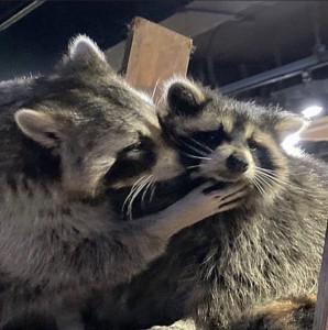 Create meme: enotik, cute little Coon, two raccoons
