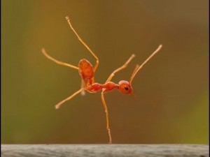 Create meme: cute ant, ant