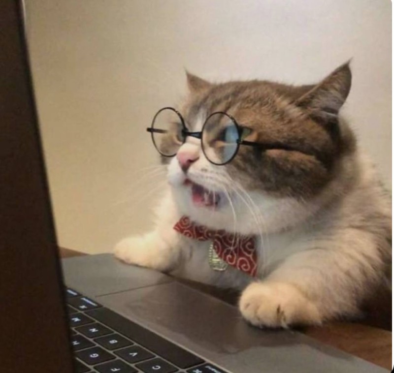 Create meme: cats are funny, funny cat, cat in glasses 