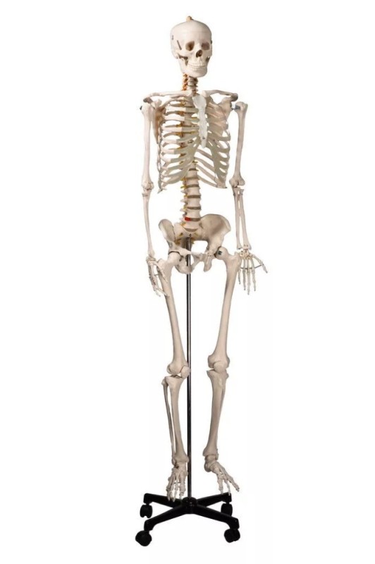 Создать мем: скелет человека, модель скелета человека 170 см, анатомический скелет человека