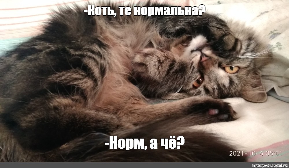 Нормального тома. Два кота Мем. Котэ Мем. Мем кошка малка. Кошечка просит Мем.