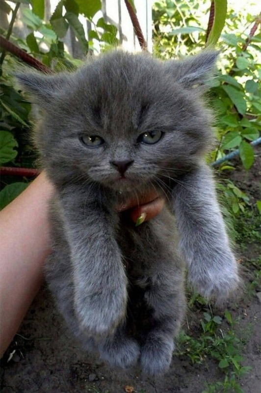 Create meme: smoky kitten, evil kitty, angry kitten