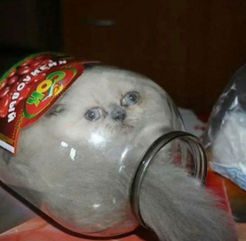 Create meme: cats liquid, the cat in the jar meme, cat 