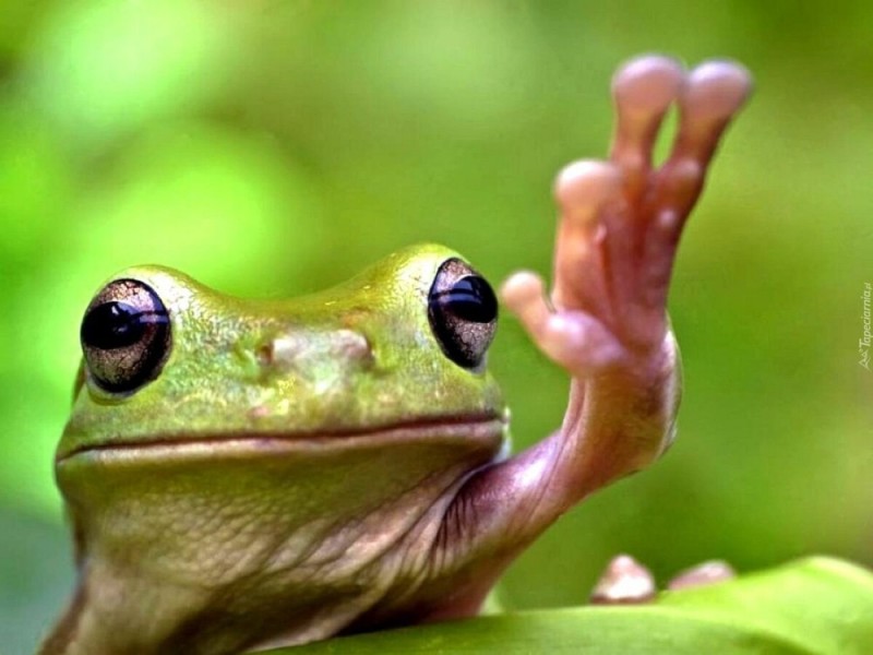 Create meme: frog , animal meme, the frog is cool