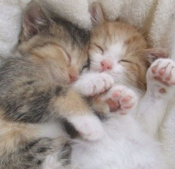 Create meme: the kitten is sleeping, sleepy cat, cats hugging