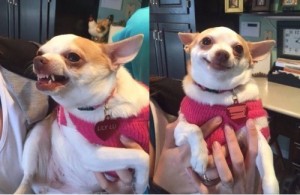 Create meme: fat Chihuahua meme, dog, Chihuahua