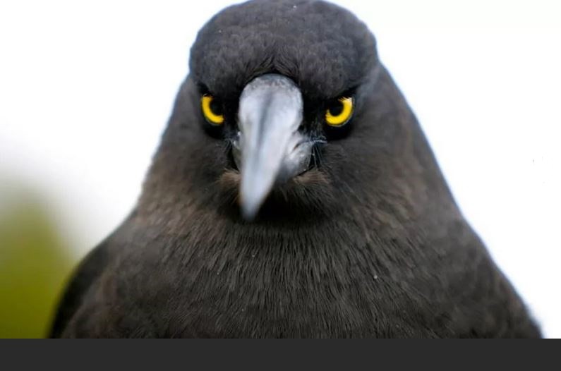 Create meme: Pigeon in, funny pigeon, angry pigeons