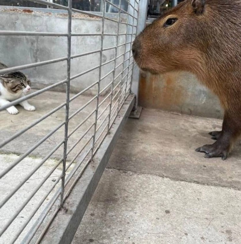 Create meme: big capybara guinea pig, capybara capybara, rodent capybara