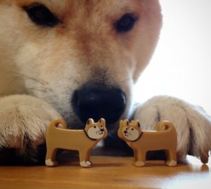 Create meme: dog, derites, Shiba inu