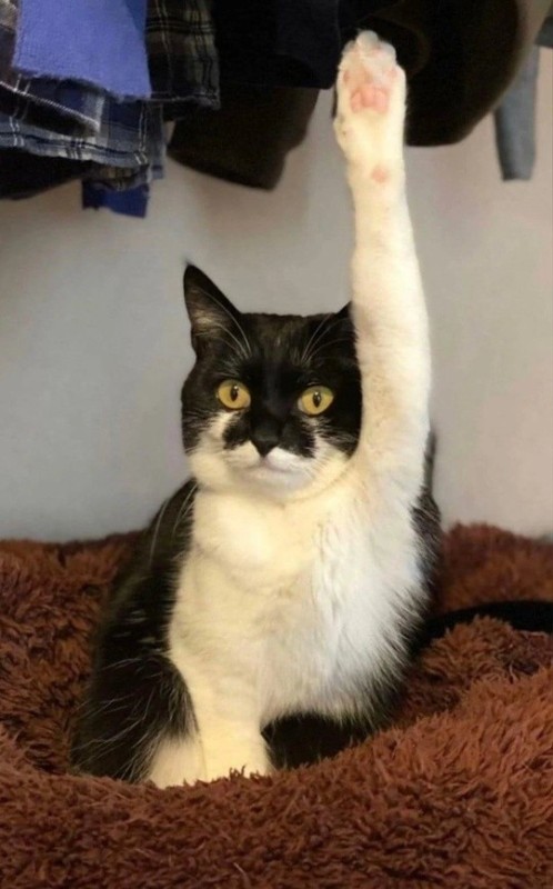 Create meme: cat with the lifted paw, cat , kitty 