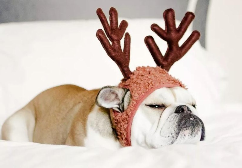 Create meme: a bulldog with deer antlers, New Year's French bulldog, dog christmas