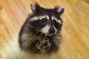 Create meme: enotik, evil raccoon, raccoon gargle