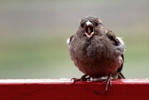 Create meme: Sparrow face, a Sparrow sings, the combat Sparrow