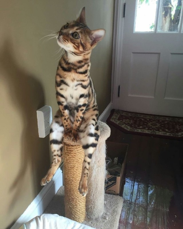 Create meme: Bengal cat, bengali cat, Bengal cat toyger