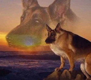 Create meme: dog at sunset, shepherd, shepherd max