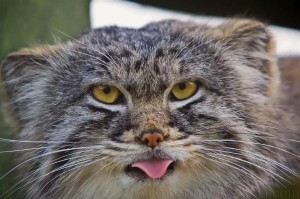 Create meme: manul eyes, cat manul, animal manul