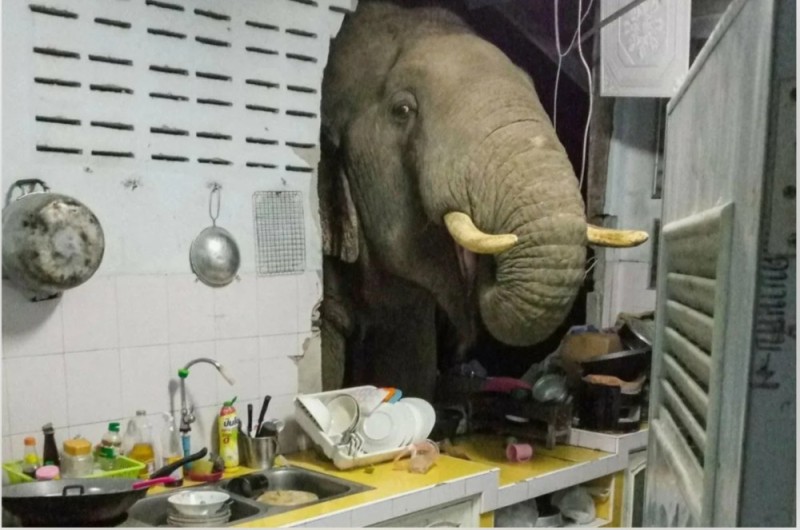 Create meme: hungry elephant, The elephant in the kitchen, elephant 