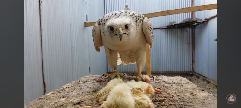 Create meme: barn owl bird, white owl, hawk bird