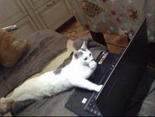 Create meme: funny cat behind the laptop, cat , funny cats 