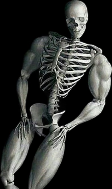 Create meme: human skeleton , the skeleton of a jock and an ordinary person, skeleton jock