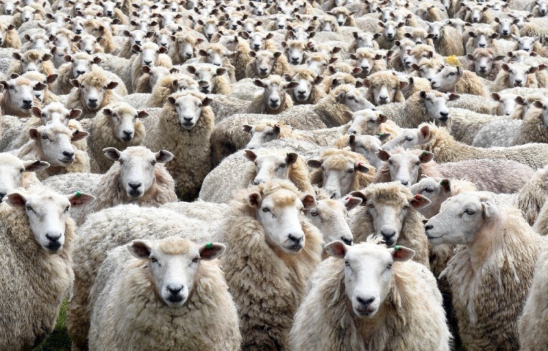 Create meme: a flock of sheep, sheep herd, a flock of sheep 